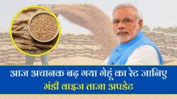 Gehu ka Bhav today: 1 अक्टूबर 2025 गेहूं का भाव ।। गेहूँ के भाव में तूफानी